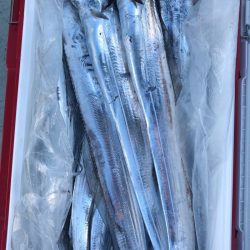 フィッシング キッタカ 釣果