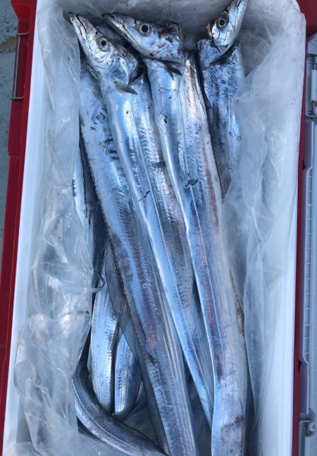 フィッシング キッタカ 釣果