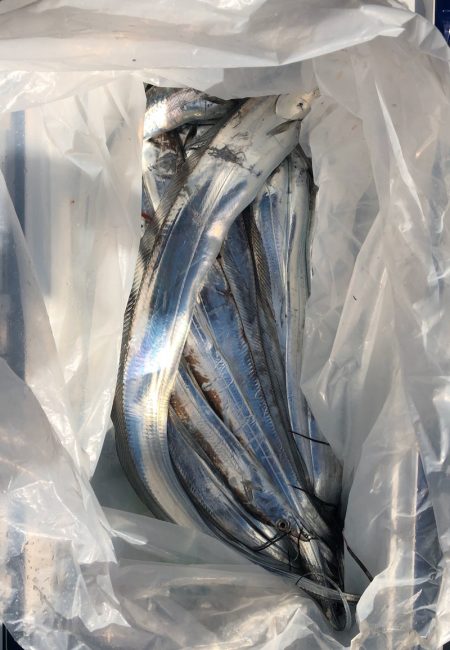 フィッシング キッタカ 釣果