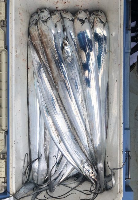 フィッシング　キッタカ 釣果