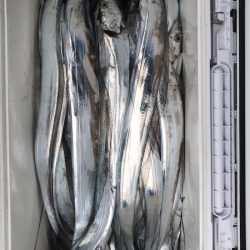 フィッシング キッタカ 釣果