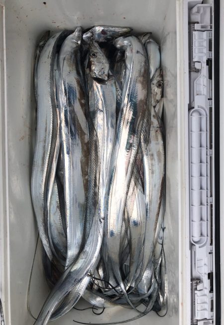 フィッシング キッタカ 釣果