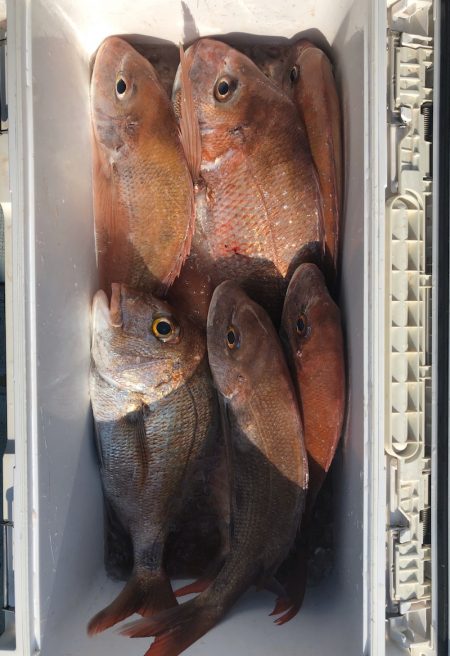 フィッシング キッタカ 釣果