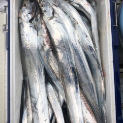 フィッシング キッタカ 釣果