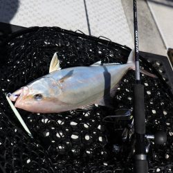 浜栄丸 釣果