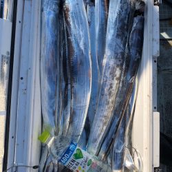 フィッシング　キッタカ 釣果