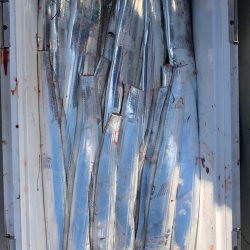 フィッシング キッタカ 釣果