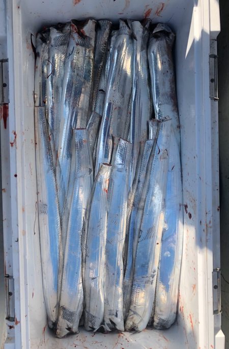 フィッシング キッタカ 釣果