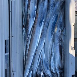 フィッシング　キッタカ 釣果