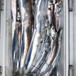 フィッシング キッタカ 釣果