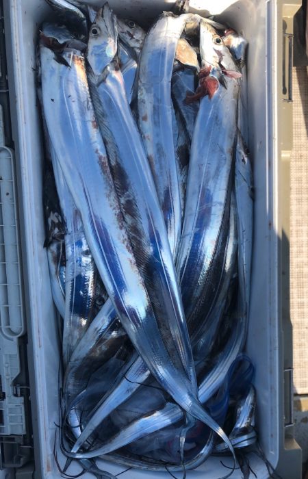 フィッシング　キッタカ 釣果