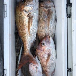 フィッシング　キッタカ 釣果