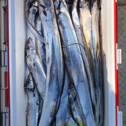 フィッシング　キッタカ 釣果