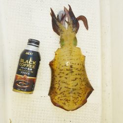 マリンガイド福丸 釣果