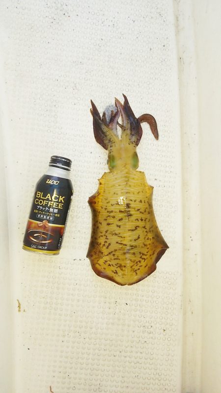 マリンガイド福丸 釣果