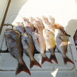 マリンガイド福丸 釣果