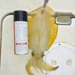 マリンガイド福丸 釣果