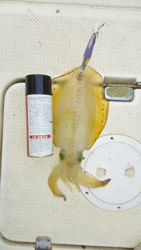 マリンガイド福丸 釣果