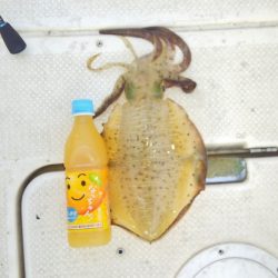 マリンガイド福丸 釣果