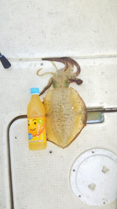 マリンガイド福丸 釣果