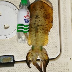 マリンガイド福丸 釣果