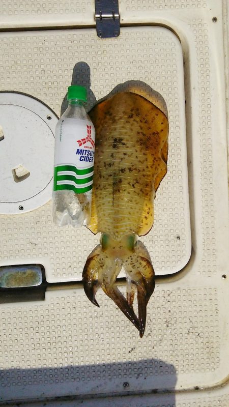 マリンガイド福丸 釣果