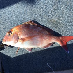 海季丸(みきまる) 釣果