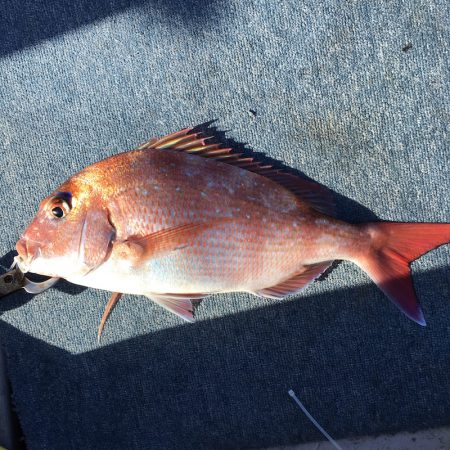 海季丸(みきまる) 釣果