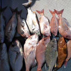 海季丸(みきまる) 釣果