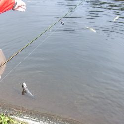 平谷湖フィッシングスポット 釣果