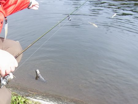 平谷湖フィッシングスポット 釣果