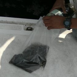 JDI Racing シールズマリンレジャー 釣果