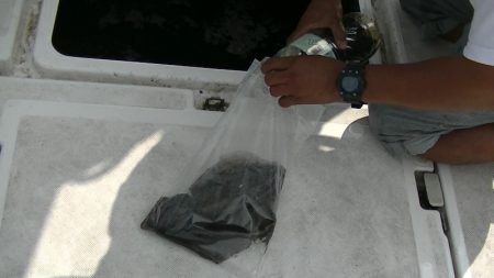 JDI Racing シールズマリンレジャー 釣果