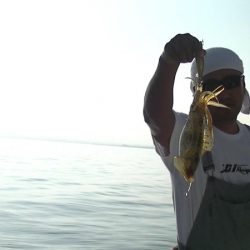 JDI Racing シールズマリンレジャー 釣果