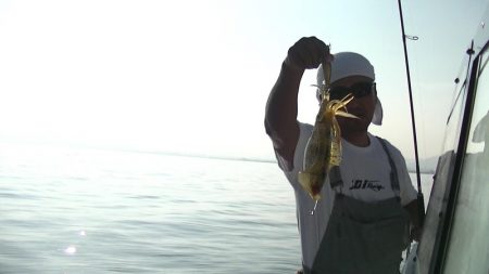 JDI Racing シールズマリンレジャー 釣果