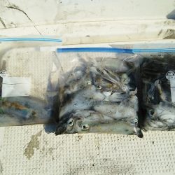 マリンガイド福丸 釣果