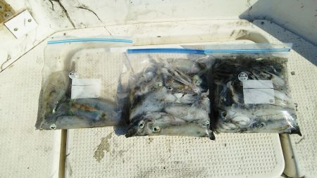 マリンガイド福丸 釣果