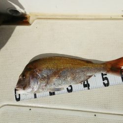 マリンガイド福丸 釣果