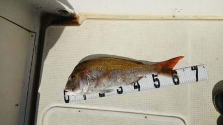 マリンガイド福丸 釣果