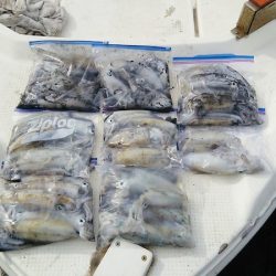 マリンガイド福丸 釣果