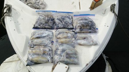 マリンガイド福丸 釣果