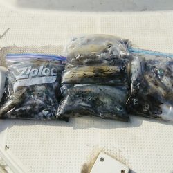 マリンガイド福丸 釣果