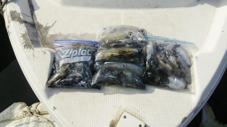 マリンガイド福丸 釣果