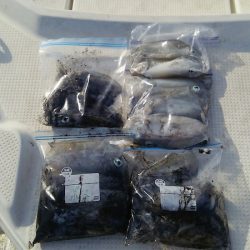 マリンガイド福丸 釣果