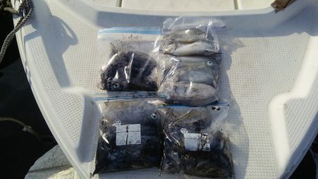 マリンガイド福丸 釣果