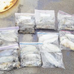 マリンガイド福丸 釣果