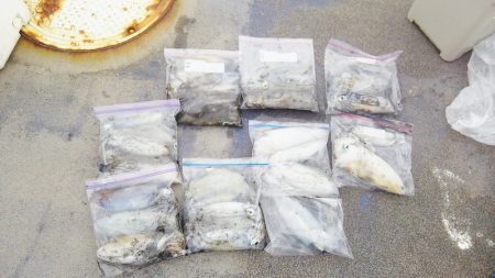 マリンガイド福丸 釣果