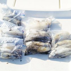 マリンガイド福丸 釣果