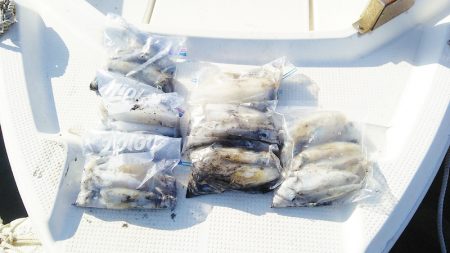 マリンガイド福丸 釣果