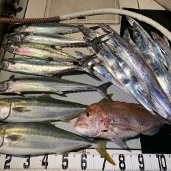 オーシャンスター(Ocean Star) 釣果